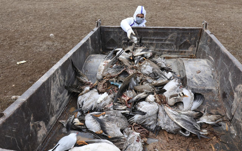 Kuş gribi paniği! İnsanlarda semptom görüldü Hindistan’da kümes hayvanları itlaf ediliyor - Resim: 2