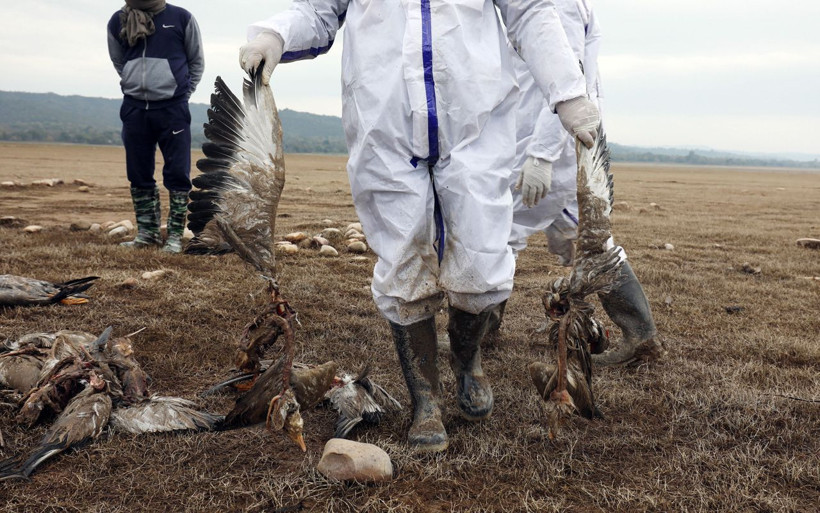 Kuş gribi paniği! İnsanlarda semptom görüldü Hindistan’da kümes hayvanları itlaf ediliyor - Resim: 1