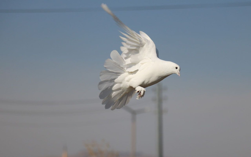Sivas'ta bu kuşlara fiyat biçilemiyor! Müdürlüğü bırakıp başladı dünyaya satıyor - Resim: 2