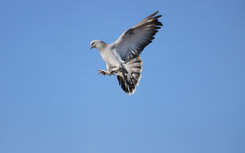 Sivas'ta bu kuşlara fiyat biçilemiyor! Müdürlüğü bırakıp başladı dünyaya satıyor - Resim: 4