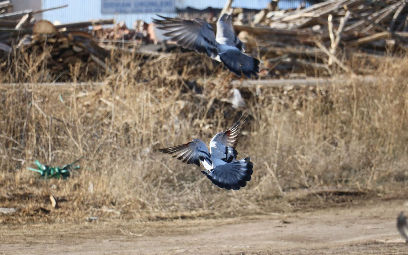 Sivas'ta bu kuşlara fiyat biçilemiyor! Müdürlüğü bırakıp başladı dünyaya satıyor - Resim: 1