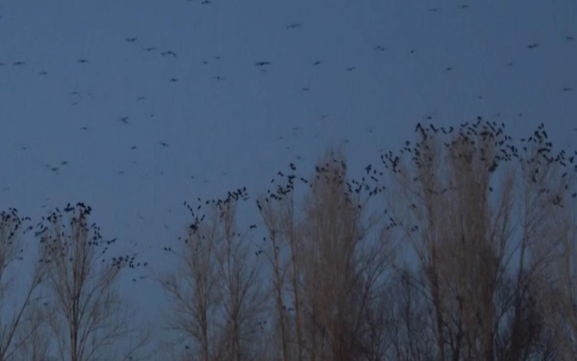 Van'ın mahallesinde karga istilası! Sayıları ilk kez bu kadar fazla mahalleli endişeli - Resim: 2