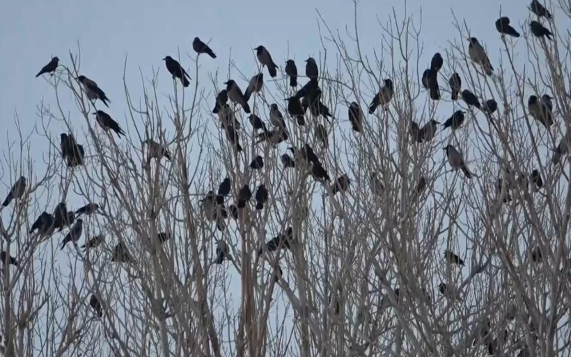 Van'ın mahallesinde karga istilası! Sayıları ilk kez bu kadar fazla mahalleli endişeli - Resim: 1