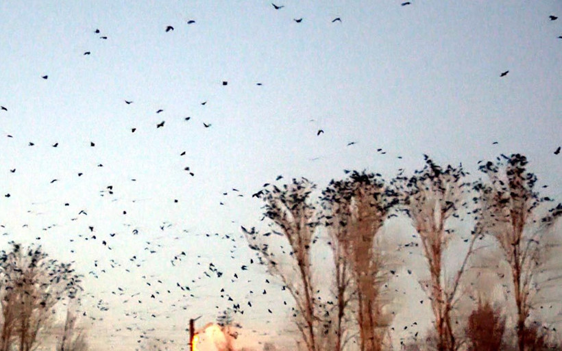 Van'ın mahallesinde karga istilası! Sayıları ilk kez bu kadar fazla mahalleli endişeli - Resim: 3