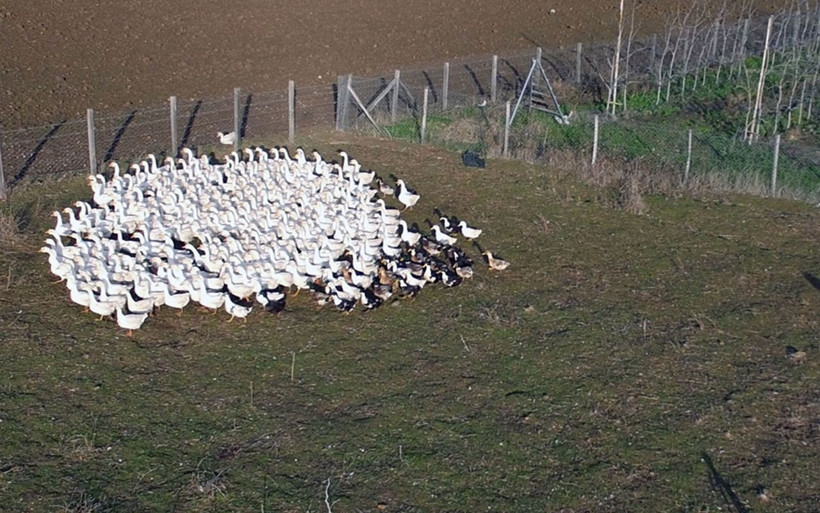 Almanya'da işini bıraktı Türkiye'ye döndü! Şehirden sıkılan gurbetçinin hayali gerçek oldu - Resim: 4