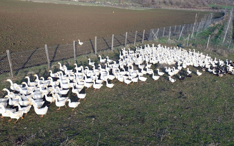 Almanya'da işini bıraktı Türkiye'ye döndü! Şehirden sıkılan gurbetçinin hayali gerçek oldu - Resim: 2