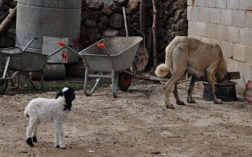 Gaziantep'te kuzuyu emziren kangal köpeğinin annelik şevkati - Resim: 4