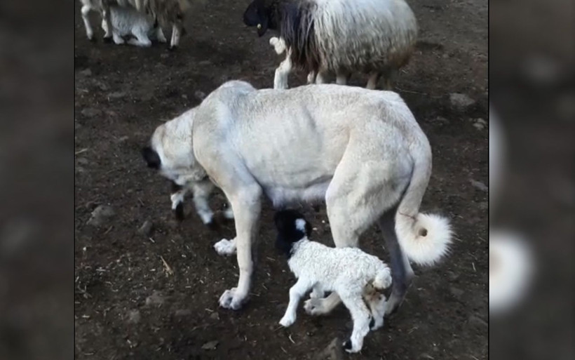 Gaziantep'te kuzuyu emziren kangal köpeğinin annelik şevkati - Resim: 2