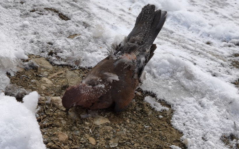 Bursa'da işe giderken gördü içi parçalandı güvercin donarak telef oldu - Resim: 3