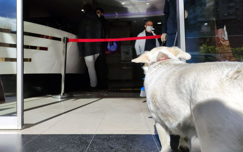 Trabzon'da ambulansı takip eden köpek 5 gündür sahibini hastane kapısında bekliyor - Resim: 2