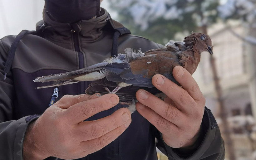 Bursa'da işe giderken gördü içi parçalandı güvercin donarak telef oldu - Resim: 4