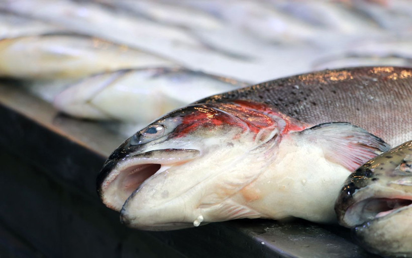 Balık alırken bu iki hileye dikkat! Bazı balıkçılar boya ve ağırlık kullanıyor - Resim: 2