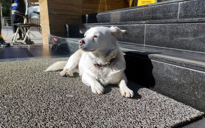Trabzon'da ambulansı takip eden köpek 5 gündür sahibini hastane kapısında bekliyor - Resim: 1