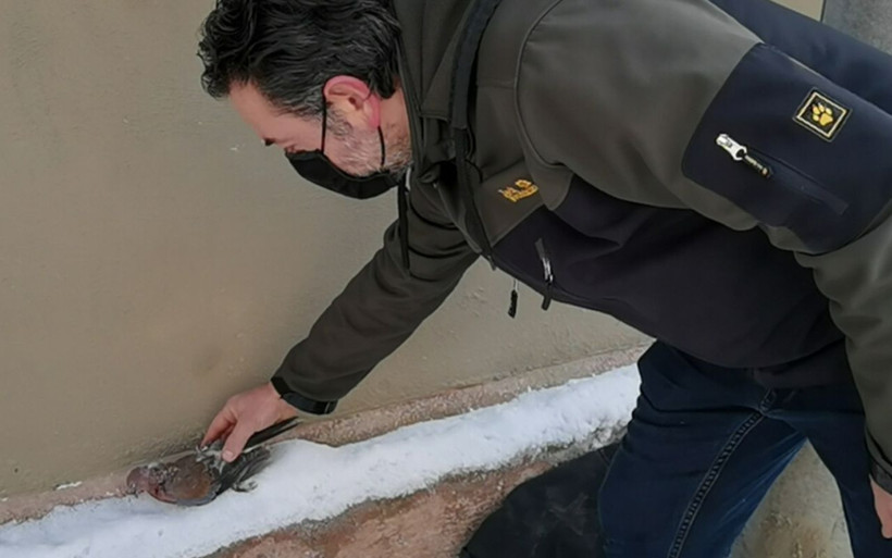 Bursa'da işe giderken gördü içi parçalandı güvercin donarak telef oldu - Resim: 1