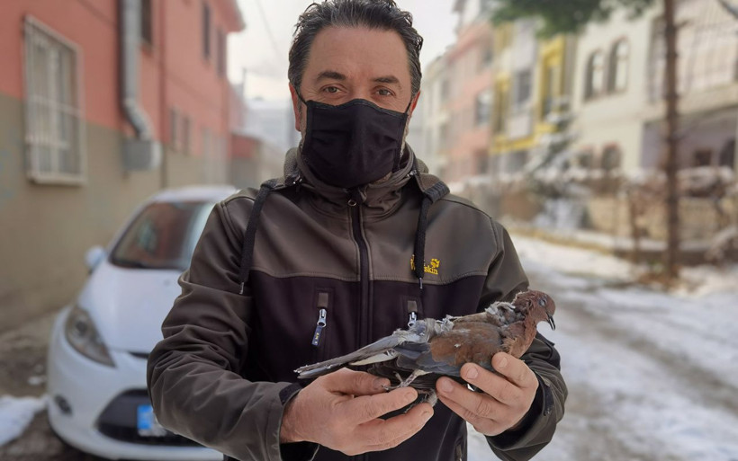 Bursa'da işe giderken gördü içi parçalandı güvercin donarak telef oldu - Resim: 2