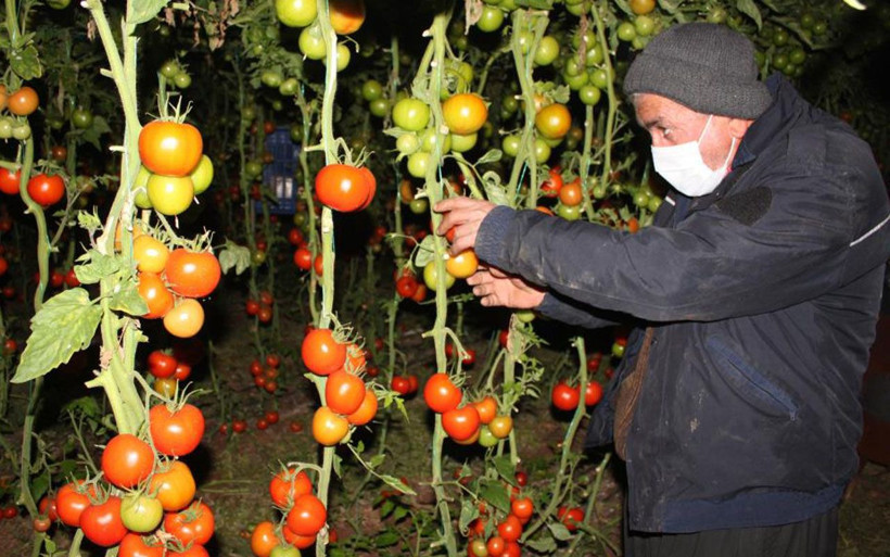 Mersin'de üreticiler meteorolojinin uyarısını dikkate aldı zirai don nöbeti başladı - Resim: 4