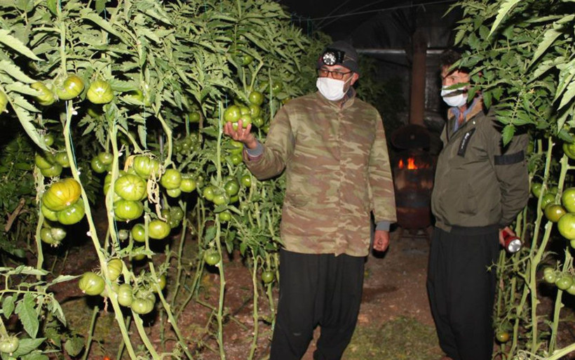 Mersin'de üreticiler meteorolojinin uyarısını dikkate aldı zirai don nöbeti başladı - Resim: 1