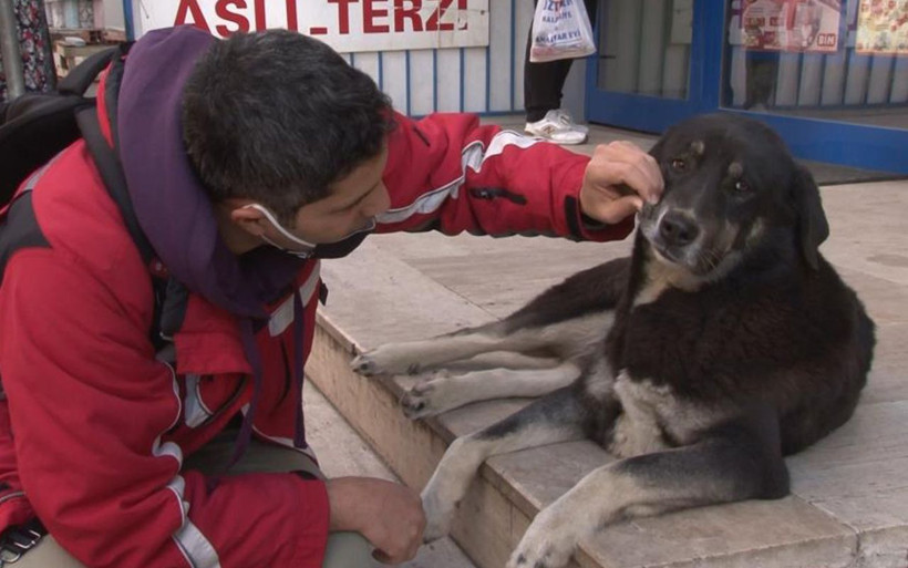Maltepe'de sokak köpeklerine kendini ısırtan adam! Nedeni bakın neymiş - Resim: 2