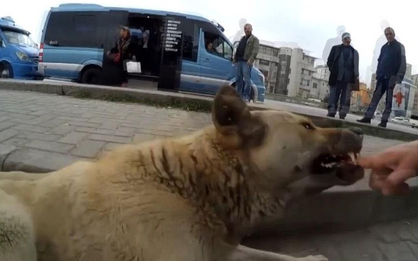 Maltepe'de sokak köpeklerine kendini ısırtan adam! Nedeni bakın neymiş - Resim: 4