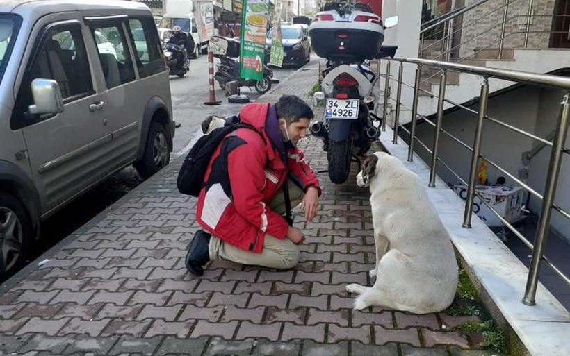 Maltepe'de sokak köpeklerine kendini ısırtan adam! Nedeni bakın neymiş - Resim: 1