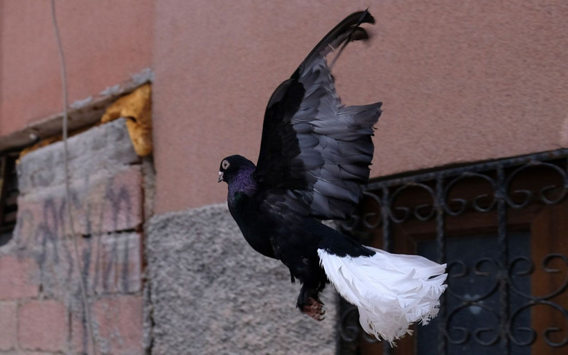 Konya'da otomobil fiyatına güvercin olur mu demeyin Almanya'ya dudak uçuklatan satış! - Resim: 3