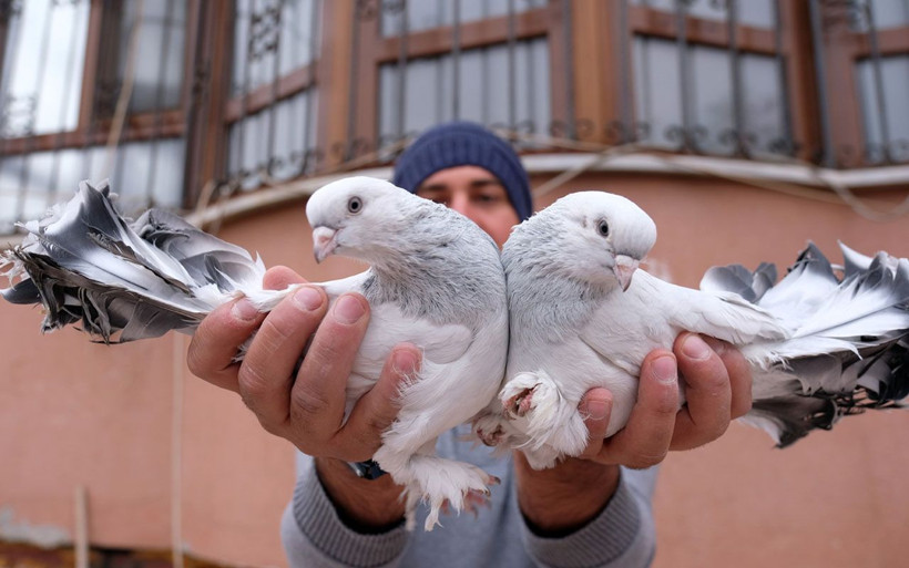 Konya'da otomobil fiyatına güvercin olur mu demeyin Almanya'ya dudak uçuklatan satış! - Resim: 1