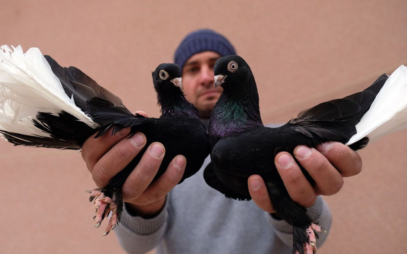 Konya'da otomobil fiyatına güvercin olur mu demeyin Almanya'ya dudak uçuklatan satış! - Resim: 2