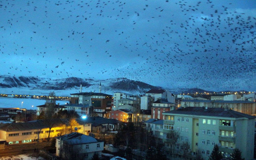 Ardahan'da korku filmi gerçek oldu! Kargalar istila başlattı - Resim: 4