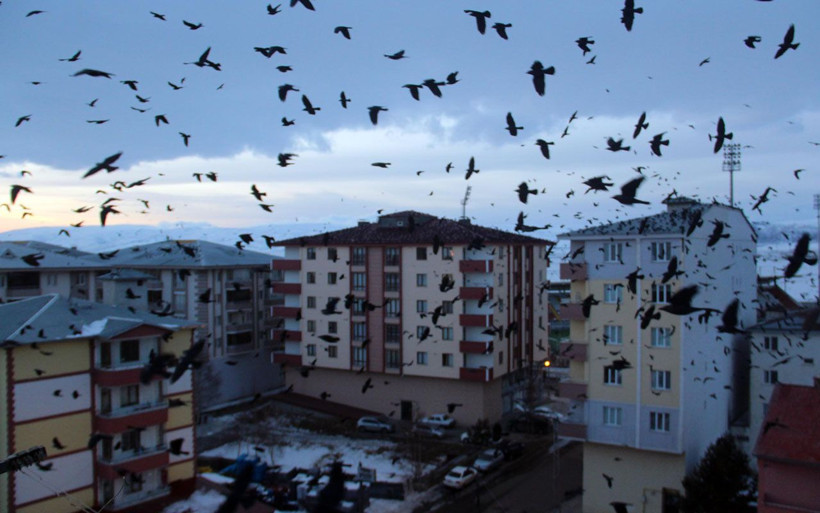 Ardahan'da korku filmi gerçek oldu! Kargalar istila başlattı - Resim: 2