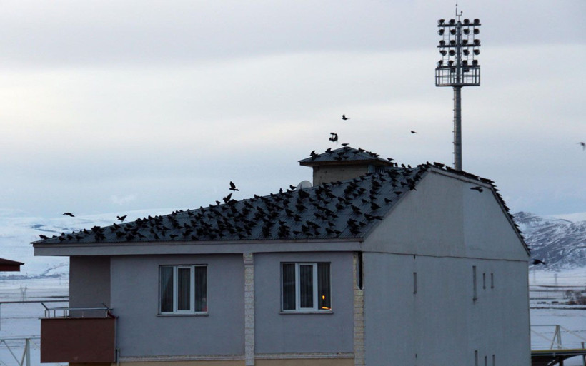 Ardahan'da korku filmi gerçek oldu! Kargalar istila başlattı - Resim: 1