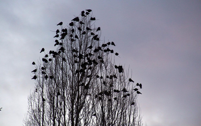 Ardahan'da korku filmi gerçek oldu! Kargalar istila başlattı - Resim: 3
