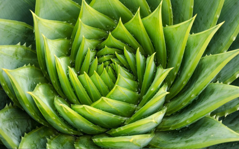 3 yıl bekledi şimdi paraya para demiyor! Türkiye'de bir ilki Antalya'da gerçekleştirdi - Resim: 3