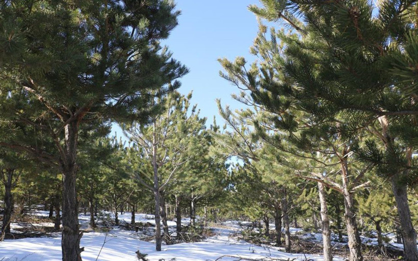 Sivas'ta 15 yıl önce yapılmıştı! Komşu köydekiler de aynısını istiyorlar - Resim: 1
