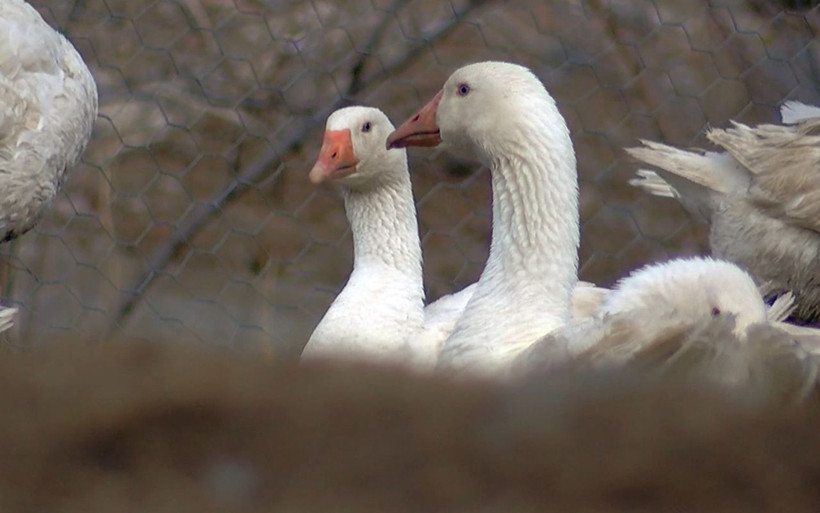 Bingöl'de köylüler inanmadı 'yapamazsın' dedi! İnşaat işçisiydi şimdi taleplere yetişemiyor - Resim: 1