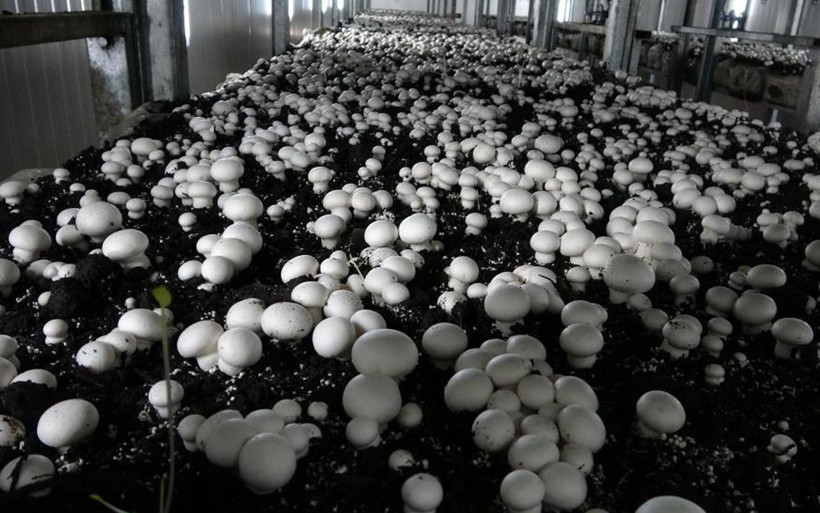 Eskişehir'de genç girişimci bu işe başladı! Günde 3 ton üretiyor bölgenin en büyüğü - Resim: 2