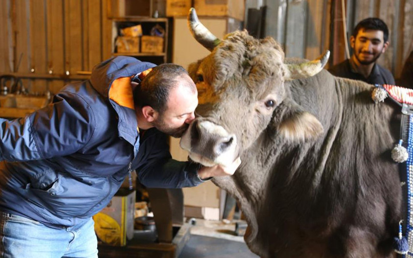 Artvinli tamirci 8 yıldır yanından ayırmıyor! 900 kiloluk boğanın en büyük eğlencesi bakın ne - Resim: 1