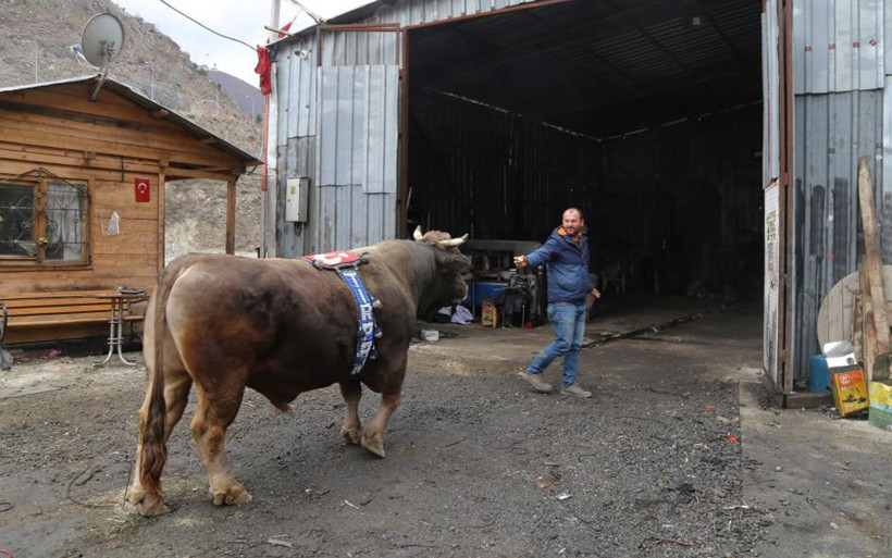Artvinli tamirci 8 yıldır yanından ayırmıyor! 900 kiloluk boğanın en büyük eğlencesi bakın ne - Resim: 4