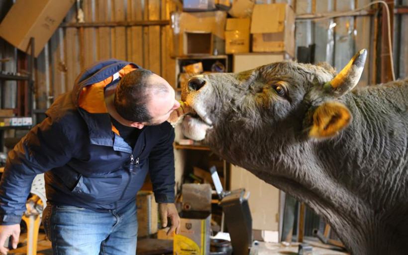 Artvinli tamirci 8 yıldır yanından ayırmıyor! 900 kiloluk boğanın en büyük eğlencesi bakın ne - Resim: 3