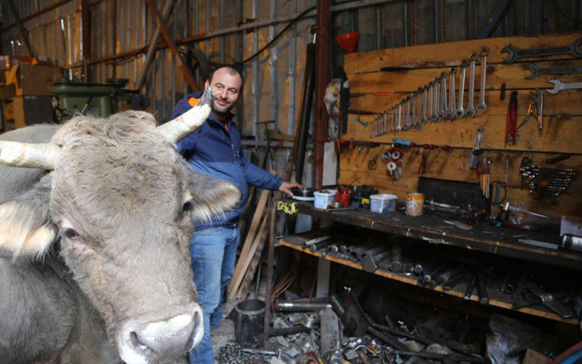 Artvinli tamirci 8 yıldır yanından ayırmıyor! 900 kiloluk boğanın en büyük eğlencesi bakın ne - Resim: 2