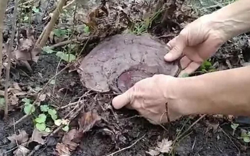 Muğla'da 'hazine buldun' demişlerdi! 'Ölümsüzlük mantarı'nın kilosu 5 bin TL'ye çıktı - Resim: 4