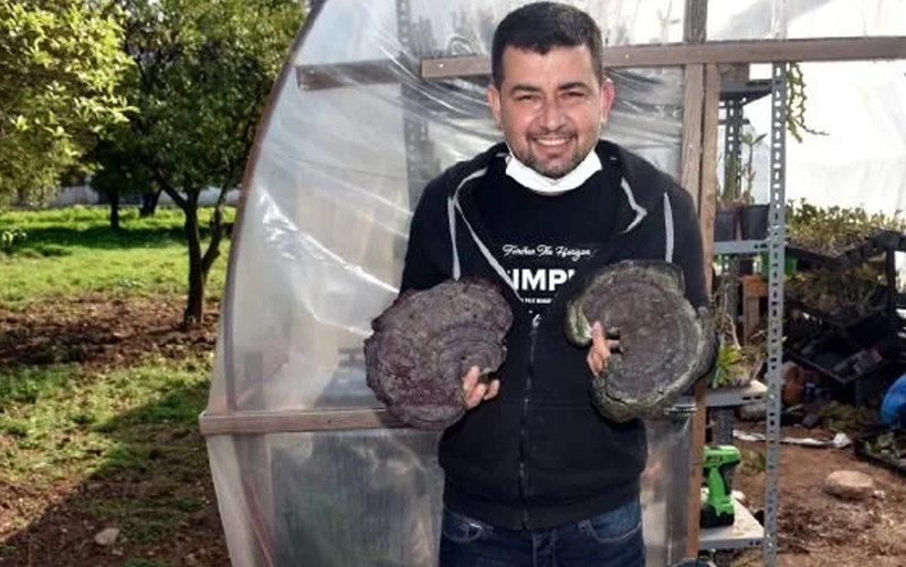 Muğla'da 'hazine buldun' demişlerdi! 'Ölümsüzlük mantarı'nın kilosu 5 bin TL'ye çıktı - Resim: 2