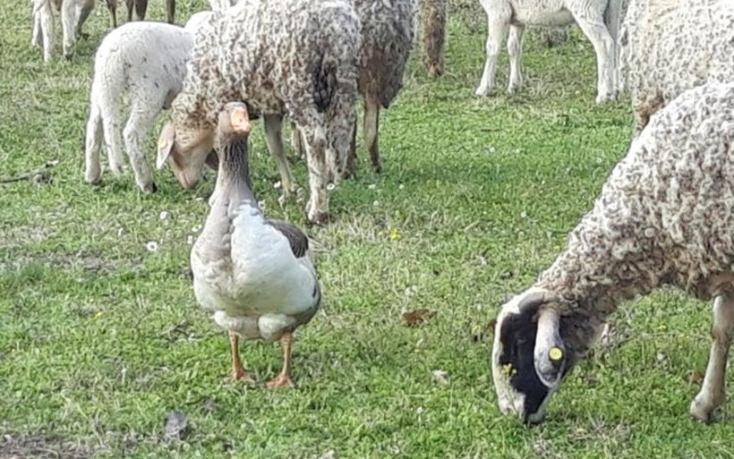 Manisa'da 'çoban kaz' herkesi şaşkına çevirdi! 50 yıllık hayvancı böylesini görmedi - Resim: 2