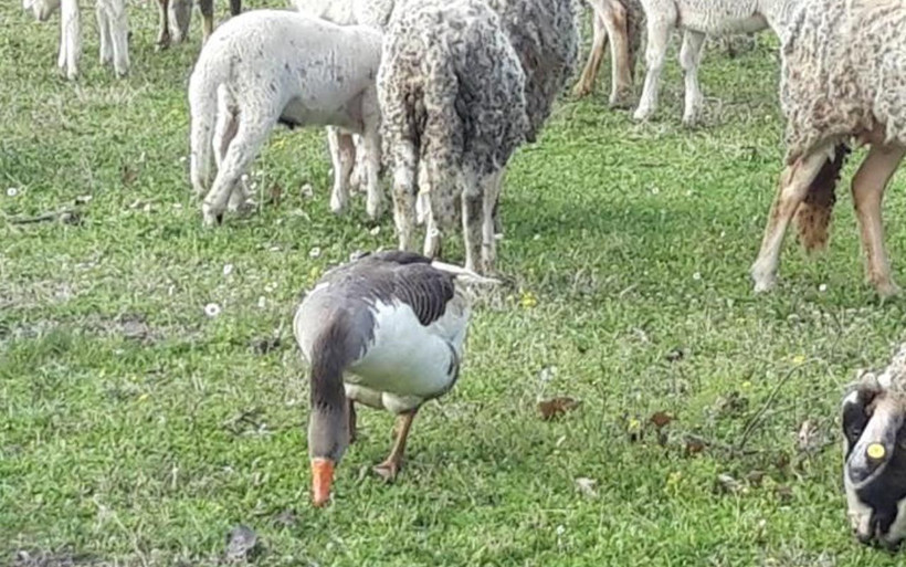 Manisa'da 'çoban kaz' herkesi şaşkına çevirdi! 50 yıllık hayvancı böylesini görmedi - Resim: 1