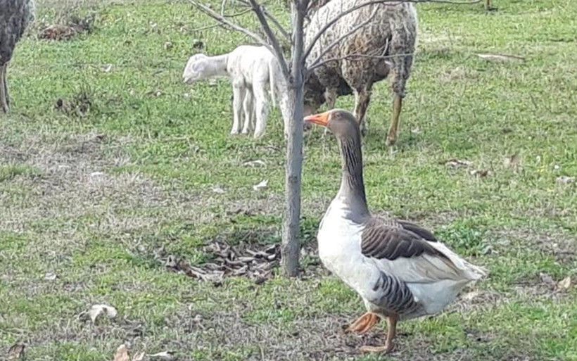 Manisa'da 'çoban kaz' herkesi şaşkına çevirdi! 50 yıllık hayvancı böylesini görmedi - Resim: 4