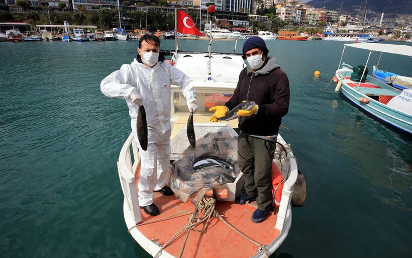 Siyanürden 1200 kat zehirli deniliyordu! İki girişimci balon balığını paraya çevirdi - Resim: 1