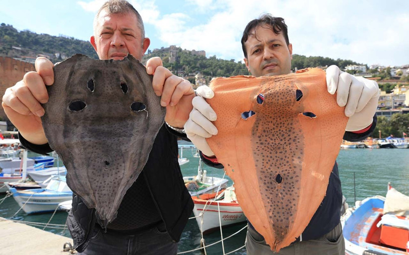 Siyanürden 1200 kat zehirli deniliyordu! İki girişimci balon balığını paraya çevirdi - Resim: 3