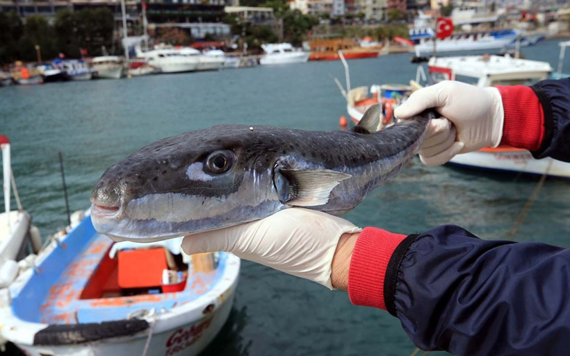 Siyanürden 1200 kat zehirli deniliyordu! İki girişimci balon balığını paraya çevirdi - Resim: 2