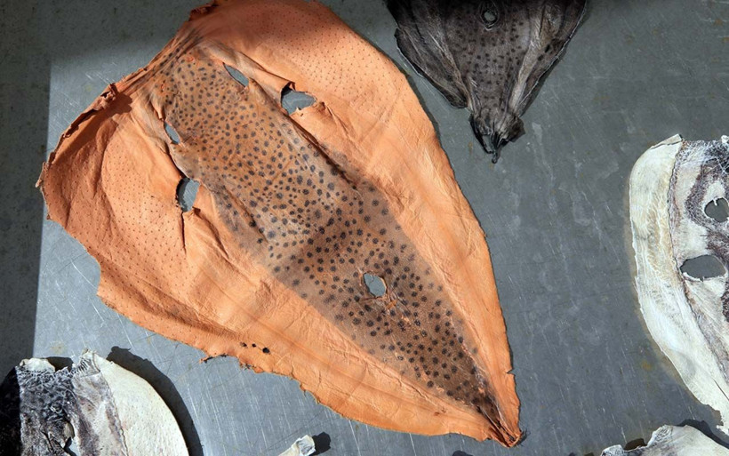 Siyanürden 1200 kat zehirli deniliyordu! İki girişimci balon balığını paraya çevirdi - Resim: 4