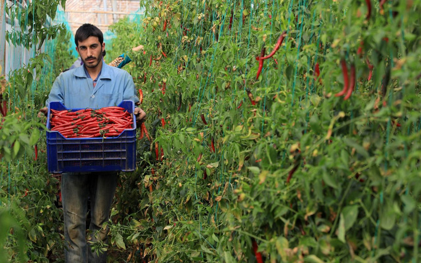 Antalyalı 'Şili biber' 50 kat daha acı! Şanlıurfalı isota rakip çıktı - Resim: 2
