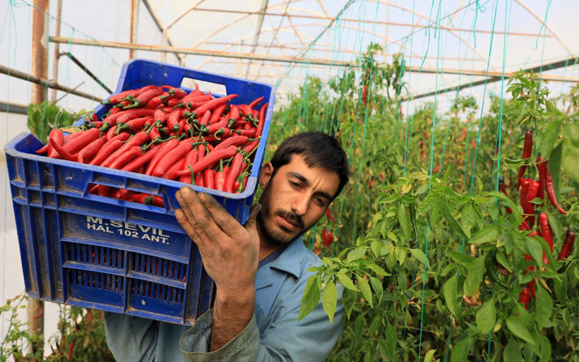 Antalyalı 'Şili biber' 50 kat daha acı! Şanlıurfalı isota rakip çıktı - Resim: 3